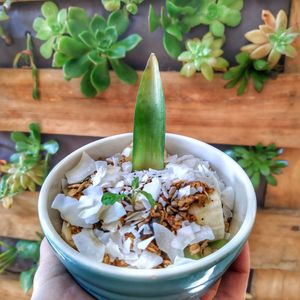 Frui bowl at Óbio in Porto