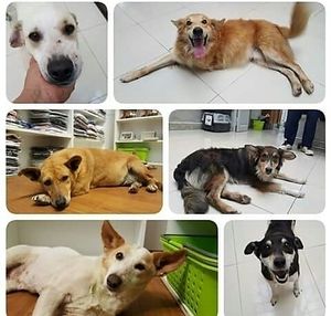 Adopciones ❤ at Espacio ASH in Montevideo