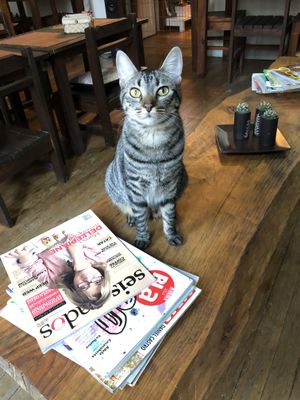 Curious customer  at Espacio ASH in Montevideo
