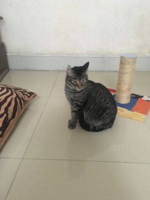 Enjoyed visiting the cats. at Espacio ASH in Montevideo