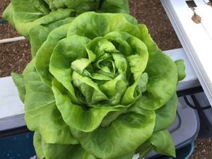 Fresh lettuce just picked - from Full Earth Farm at Damfino's in Quincy