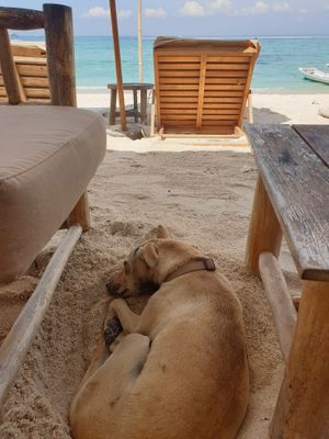 Pupper friend at Tigerlillys in Lembongan
