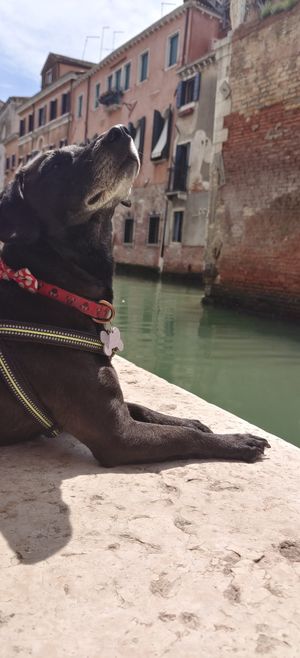  at Sullaluna in Venice