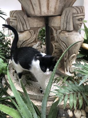 Had some good company😄 at Mango Cafe in Mijas