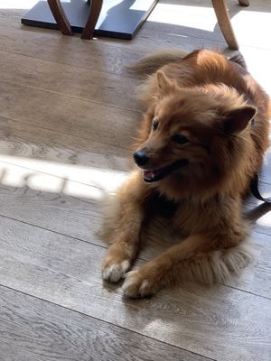 Dogs are welcome and even served a treat if they’re behaving 😉  at Blackbird in Bruges