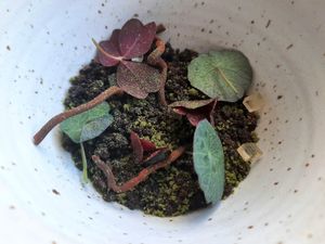 Forest at Ark in Copenhagen