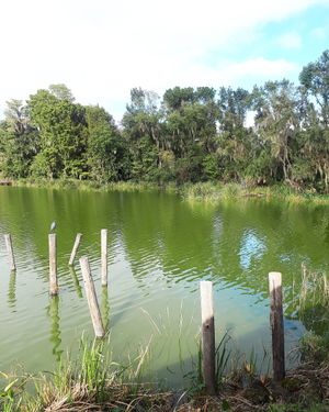 View from porch at Chopstix Cafe in Gainesville