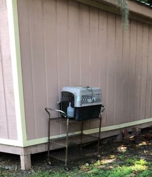 Small dog crate at Chopstix Cafe in Gainesville