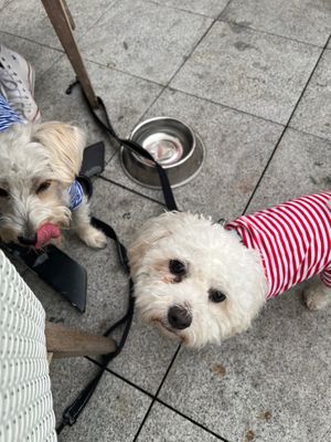 Dog friendly outside seating and has heating lamps  at The Real Greek in Bournemouth