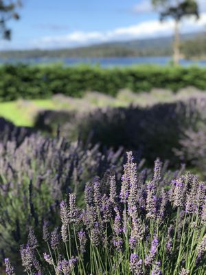 Lavender Gardens  at Port Arthur Lavender Farm in Port Arthur