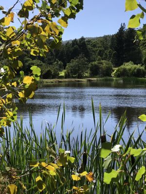 Duck pond 🦆  at Port Arthur Lavender Farm in Port Arthur