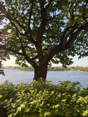   at Hermans in Stockholm