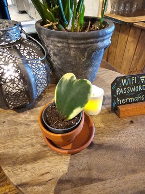  at Hermans in Stockholm