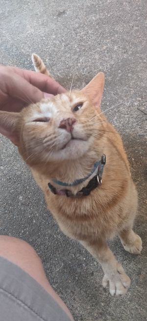 Very friendly kitty at MeMe's Twisted Potato in Little Rock