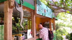 Café counter at Tree-Top Cafe in Looe