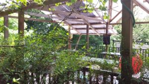 Seating area at Tree-Top Cafe in Looe