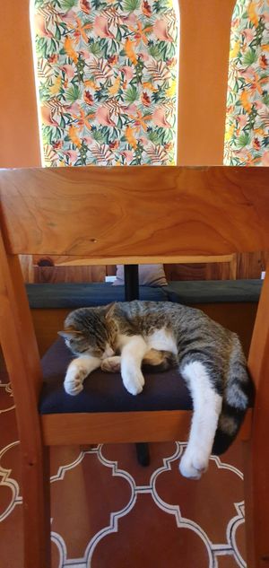  at Union Cafe in Antigua