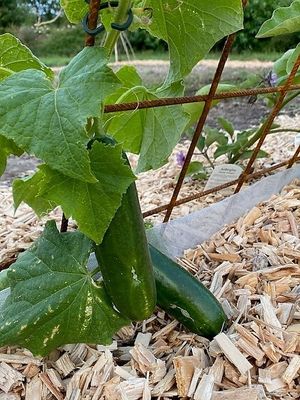  at Naturlandhaus Krone in Maierhoefen