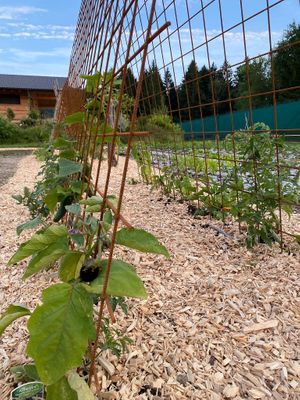  at Naturlandhaus Krone in Maierhoefen