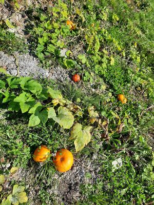 eigener Gemüsefeldanbau direkt am Hotel erleben und erkunden sowie im Soulfood Restaurant schmecken tagtäglich a la Slow Food und Bio-organisch at Naturlandhaus Krone in Maierhoefen