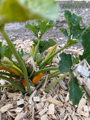 Viel der Gemüsesorten wie gelbe Zucchini werden im eigenen Feld-Gemüseanbau gepflegt am Haus at Naturlandhaus Krone in Maierhoefen