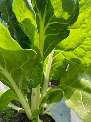 der eigene MAngold at Naturlandhaus Krone in Maierhoefen
