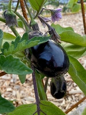 eigenen Auberginen at Naturlandhaus Krone in Maierhoefen