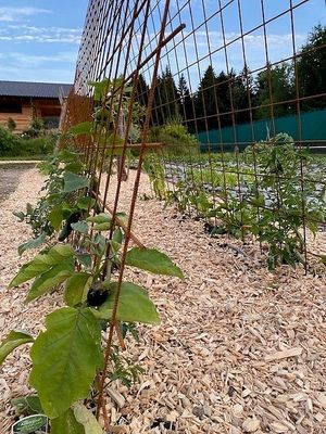 der Gemüseanbau hinterm Hotel at Naturlandhaus Krone in Maierhoefen