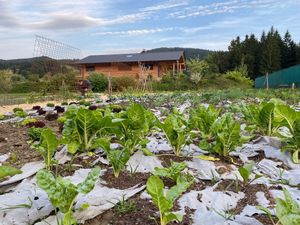 Kohlrabi und Kohlsorten at Naturlandhaus Krone in Maierhoefen