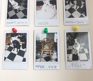 Dog wall! at Capercaillie Coffee House in Huntly