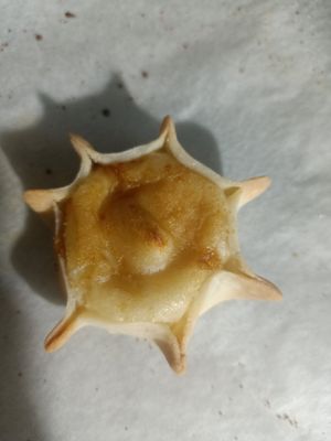  at Gioia Caffetteria Gastronomia Vegana in Sassari