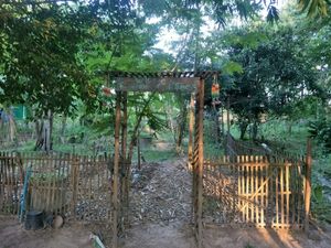 Organic farm. I picked some leaf to made smoothie in the morning at Suan Sati in Chiang Mai