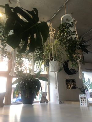 Interior   at Kale+Coco in Dublin