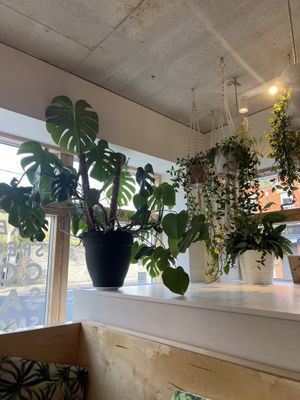  plant corner!  at Kale+Coco in Dublin