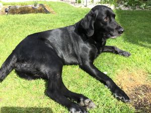 Wally at The Rustic Coffee Co in Macclesfield