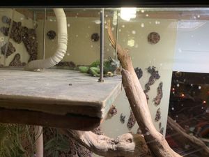 Rescued animals at El Castillo in Valkenburg