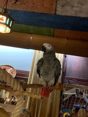 Rescued animal at El Castillo in Valkenburg