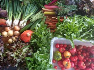 weekly Vegetables for quiche and breakfast from garden Anna-Linde 10 min bikeride from Trago at Trago in Leipzig