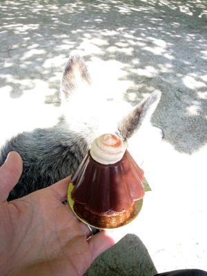  at Cocoelle Patisserie Vegetale in Besancon