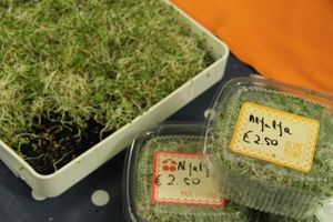 Organic Alfalfa
by Greta Vikat/Future Food at Dublin Food Co-op in Dublin