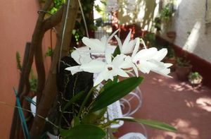 Patio at Hostal Patio de 27 in Havana