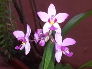 patio at Hostal Patio de 27 in Havana