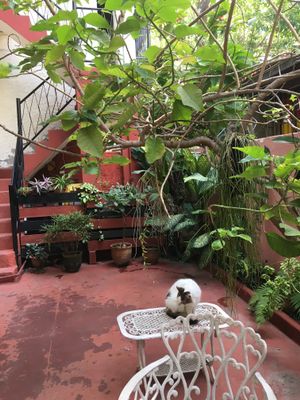 Patio and house cat Melina at Hostal Patio de 27 at Hostal Patio de 27 in Havana