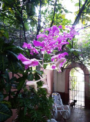 the beautiful orchid on the patio and the little puppy-dog Flo at Hostal Patio de 27 in Havana