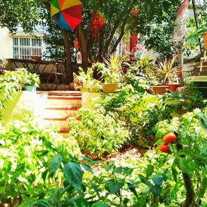 Our garden at Vegisso in Istanbul