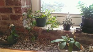 plants at Yu Yo Craft Supply + Tea House in Halifax