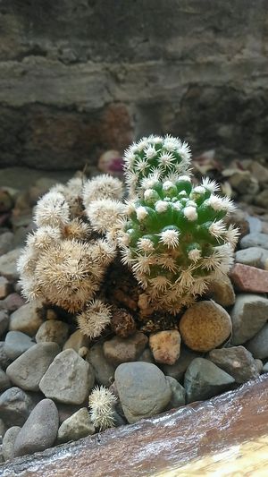 cactus at Yu Yo Craft Supply + Tea House in Halifax