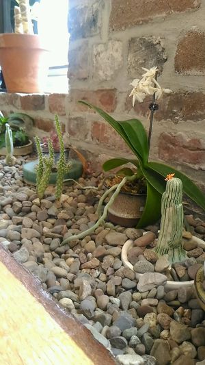 plants at Yu Yo Craft Supply + Tea House in Halifax