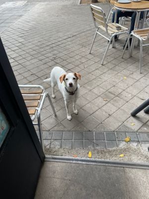  at Dolce & Vegana in Madrid