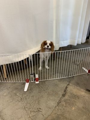 Rui, the cutest dog  at The Raw by Twins in Seoul